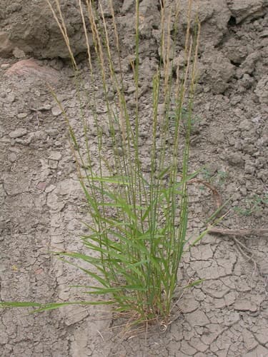 Slender Wheatgrass (Elymus trachycaulus)