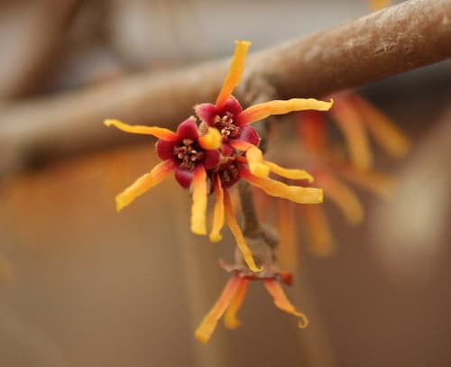 Ozark witch hazel (Hamamelis vernalis)