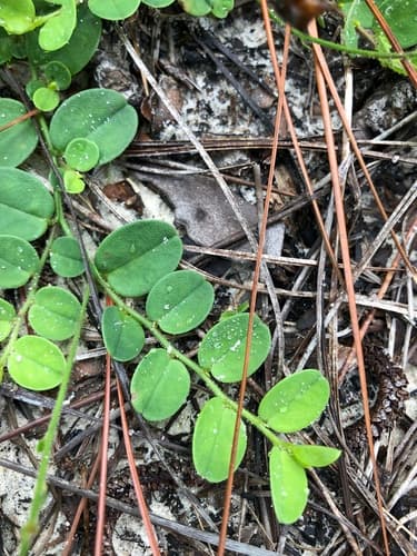 Little rabbitbells (Crotalaria rotundifolia)