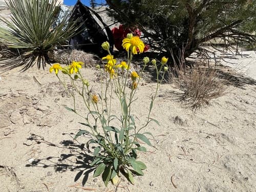 Basindaisy (Platyschkuhria integrifolia)