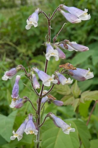 Northeastern beardtongue (Penstemon hirsutus)
