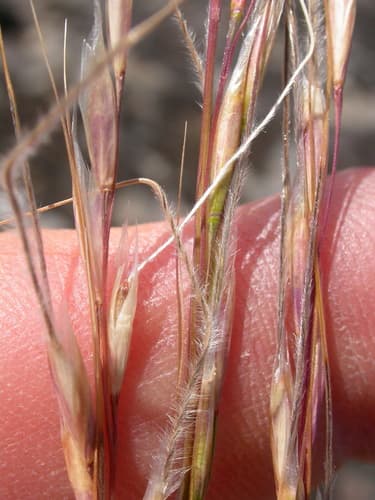 Thurber Needlegrass (Achnatherum thurberianum)