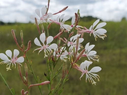 Long-Flower Gaura (Oenothera filiformis)