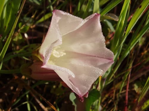 Pacific false bindweed (Calystegia purpurata)
