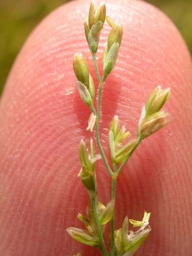 Water Whorl-grass (Catabrosa aquatica)