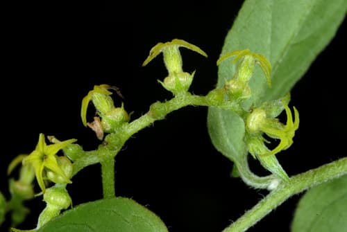 Googly-eyed Vine (Myriopus volubilis)