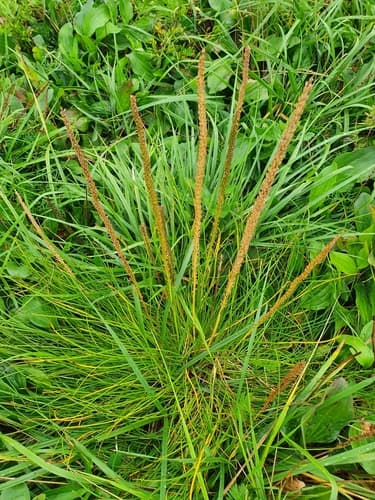 Sea Arrow-grass (Triglochin maritima)