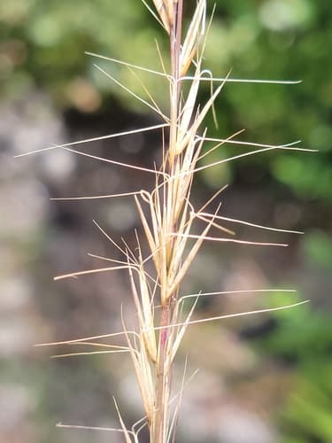 Beyrich Threeawn (Aristida beyrichiana)