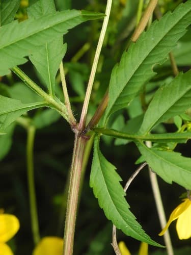 Bearded Beggarticks (Bidens polylepis)