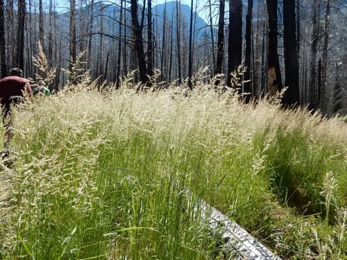 Canada Bluejoint (Calamagrostis canadensis)