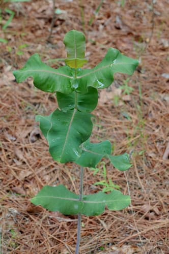 Clasping Milkweed (Asclepias amplexicaulis)