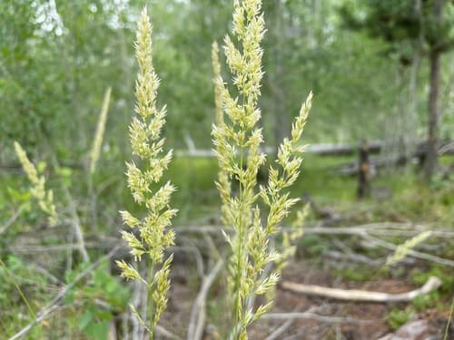 Pine Grass (Calamagrostis rubescens)
