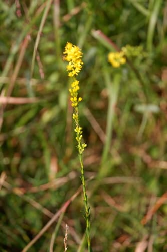 Wand goldenrod (Solidago stricta)