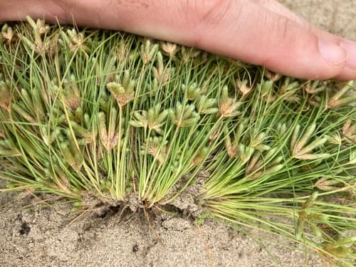 Vahl's Fimbry (Fimbristylis vahlii)
