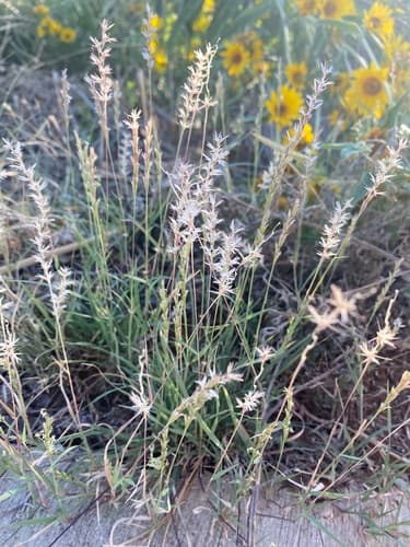 Curly Mesquite (Hilaria belangeri)