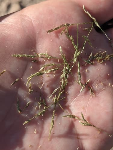 Creeping Love Grass (Eragrostis hypnoides)