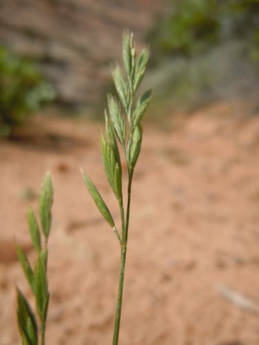 Six-weeks Fescue (Vulpia octoflora)