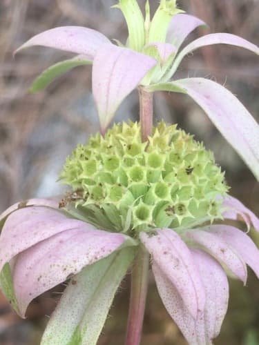 Horse-mint (Monarda punctata)