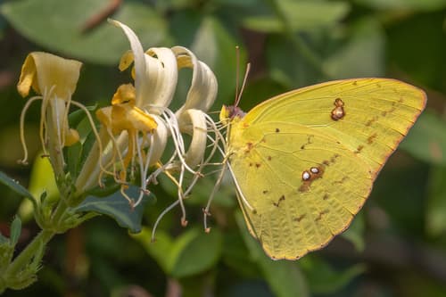 Cloudless Sulphur (Phoebis sennae)