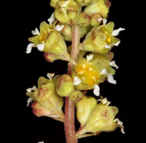 Littleleaf Alumroot (Heuchera parvifolia)