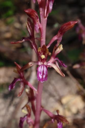 Pacific Coralroot (Corallorhiza mertensiana)