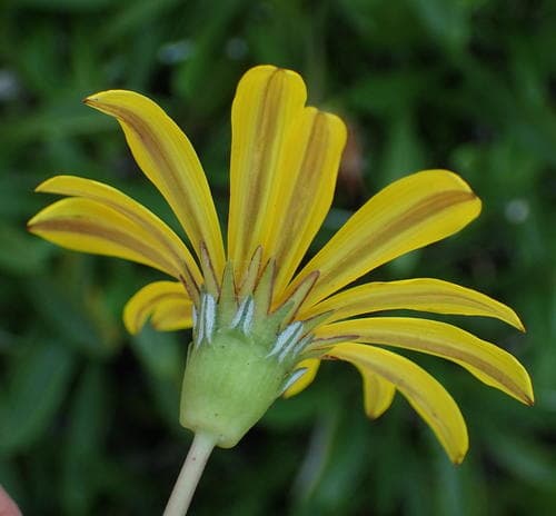 Treasure-flower (Gazania rigens)