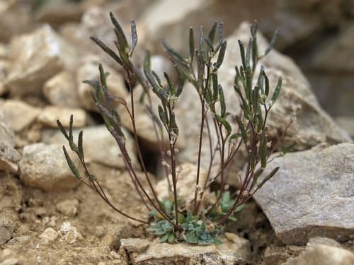 Lance-Fruit Draba (Draba lonchocarpa)