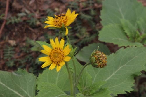 Cowpen Daisy (Verbesina encelioides)