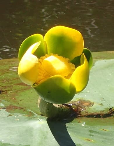 Spatter-dock (Nuphar advena)
