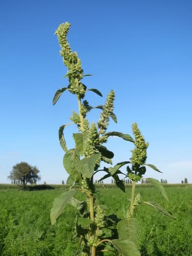 Redroot (Amaranthus retroflexus)