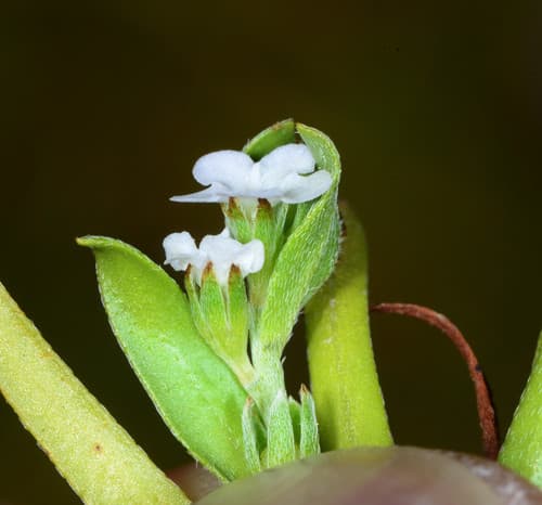 Bracted Popcornflower (Plagiobothrys bracteatus)