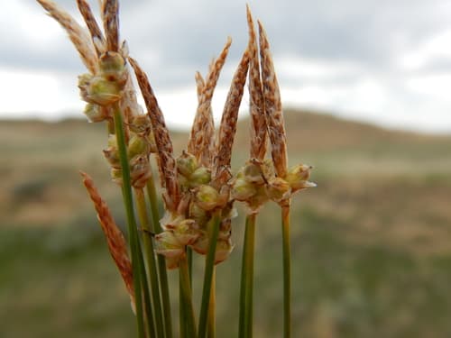 Threadleaf Sedge (Carex filifolia)