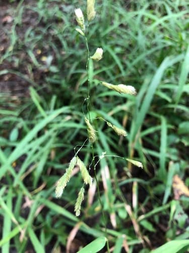 Catchfly Grass (Leersia lenticularis)