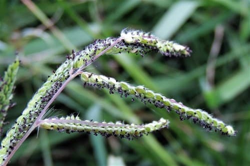 Dallisgrass (Paspalum dilatatum)