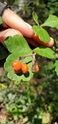 Skunkbush Sumac (Rhus trilobata)