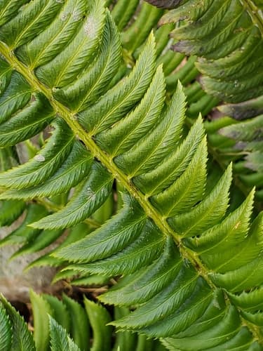 Northern Hollyfern (Polystichum lonchitis)