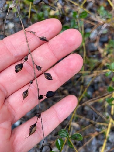 Horseflyweed (Baptisia tinctoria)
