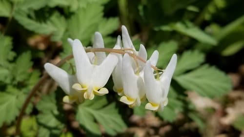 Dutchman's-breeches (Dicentra cucullaria)