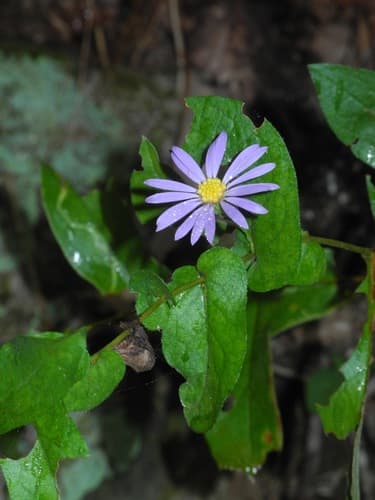 Late Purple Aster (Symphyotrichum patens)