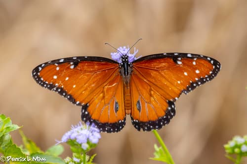 Queen (Danaus gilippus)