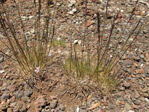 Red Fescue (Festuca rubra)