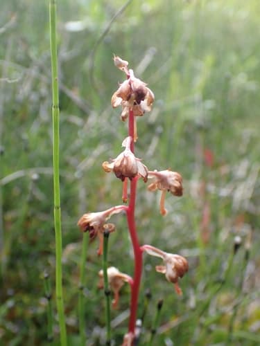 Liver-leaf Wintergreen (Pyrola asarifolia)