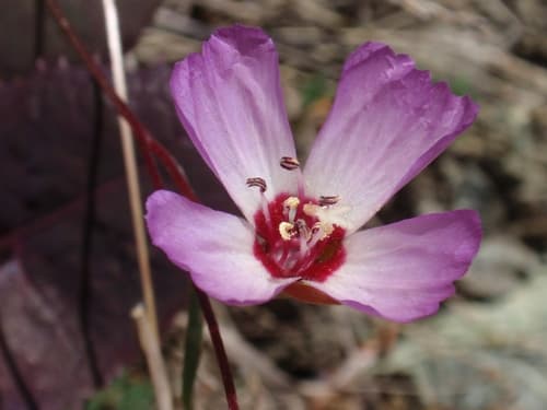 Presidio clarkia (Clarkia franciscana)
