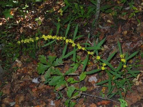 Woodland Goldenrod (Solidago caesia)