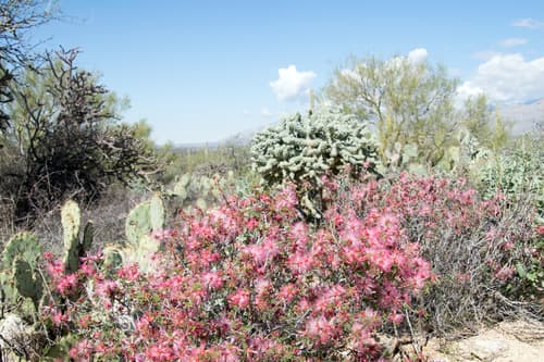 Pink fairy duster (Calliandra eriophylla)