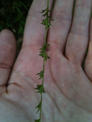 Longleaf wood oats (Chasmanthium sessiliflorum)
