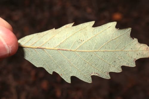 Basket Oak (Quercus michauxii)