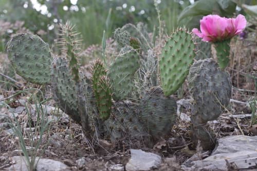 Cliff Prickly-pear (Opuntia polyacantha)