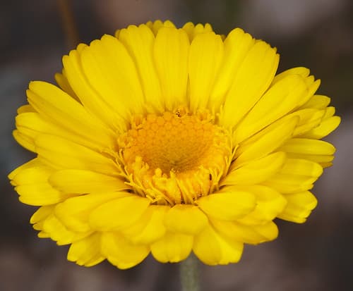 Desert Marigold (Baileya multiradiata)