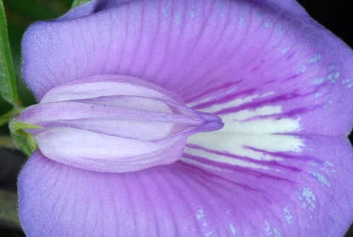 Spurred Butterfly Pea (Centrosema virginianum)
